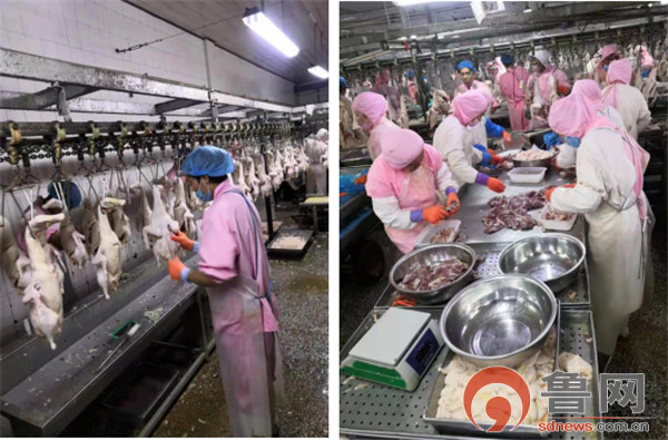 德州禹城市倫鎮 四項強化舉措守護“舌尖上的安全”，餐飲管理成效顯著